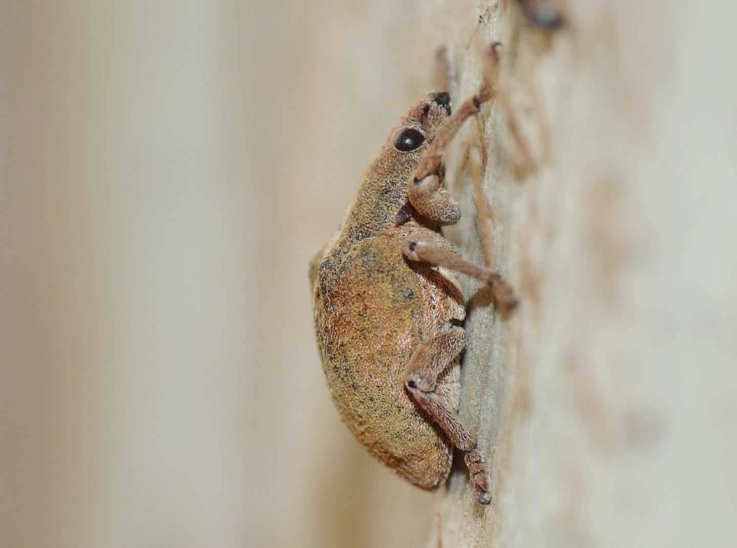 Curculionide vellutato: Gonipterus cf scutellatus